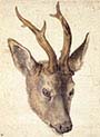 Head of a Stag